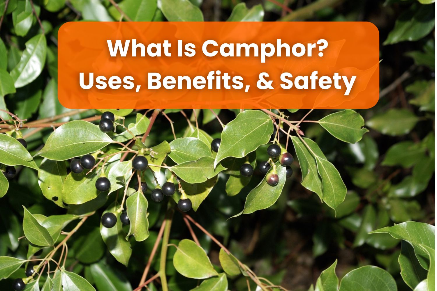 What is camphor? Uses, benefits, and safety